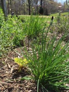 What’s Growing in the Early-April Edible Garden Image